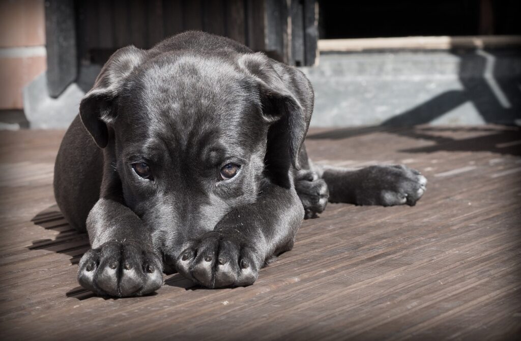Cute dog lying in Hallstatt
